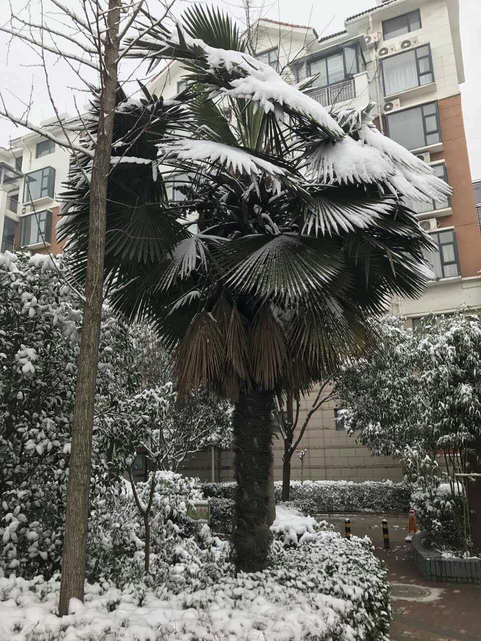 2018年的第一场雪